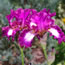 Iris germanica Tennyson Ridge